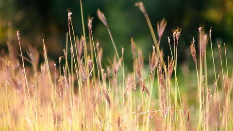 Conférence écologie populaire